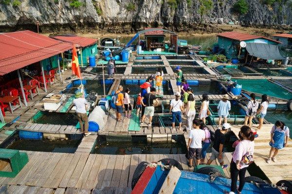 Du khách tham quan bè cá và trải nghiệm cuộc sống ngư dân tại làng chài Cái Bèo