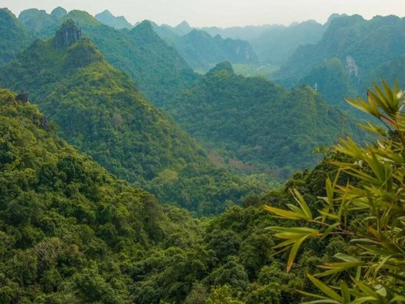 Rừng Kim Giao Cát Bà điều hòa khí hậu tốt